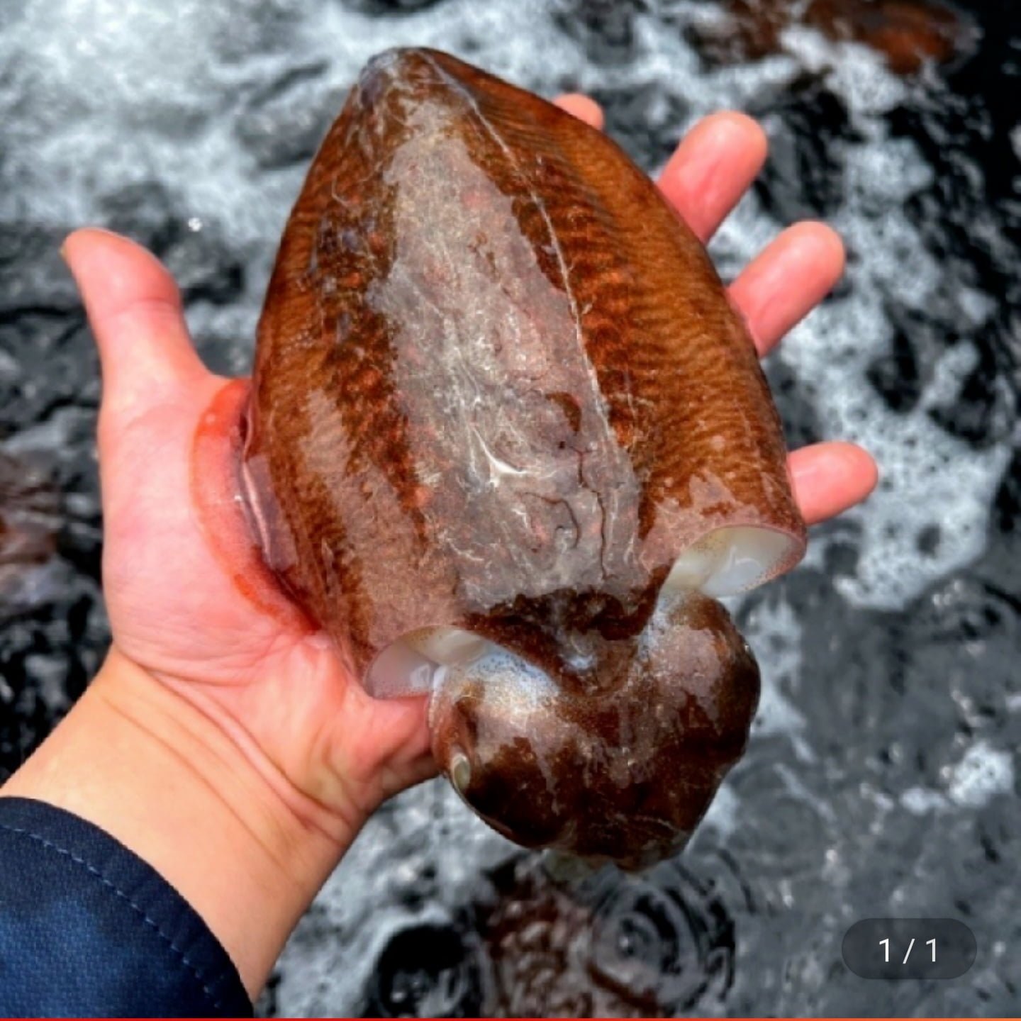 국산 갑오징어 1kg